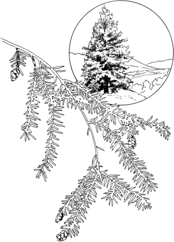 Eastern Hemlock Or Canadian Hemlock Tree Coloring Page